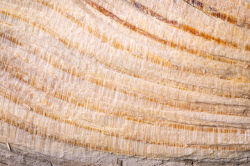 Brown wood texture background. Close-up pine wood grain with natural tree age curves. Can be used as a background