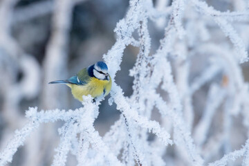 A small Blue tit, Cyanistes caeruleus in the middle of winter wonderland during a morning frost in boreal Estonian forest, Northern Europe.	