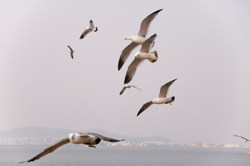 Obraz premium seagulls in flight