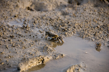 crab on the beach