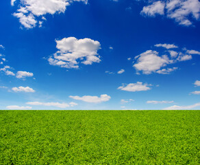 Photo of green clover field at summer day on a blue sky background