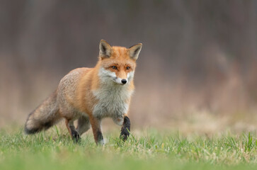 Naklejka na ściany i meble Red fox ( Vulpes vulpes ) close up