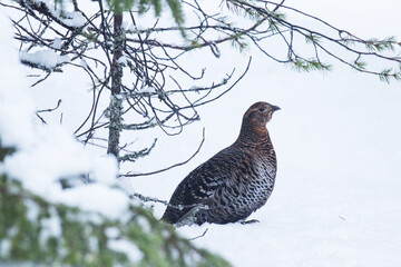 A female Black grouse, Lyrurus tetrix in a wintery Finnish bog forest.