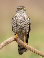 Sparrowhawk close up ( accipiter nisus )