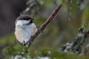 A close-up of a Siberian tit, Poecile cinctus in Lapland during a wintery weather, Northern Finland	