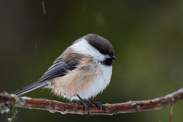 A close-up of a Siberian tit, Poecile cinctus in Lapland during a wintery weather, Northern Finland	