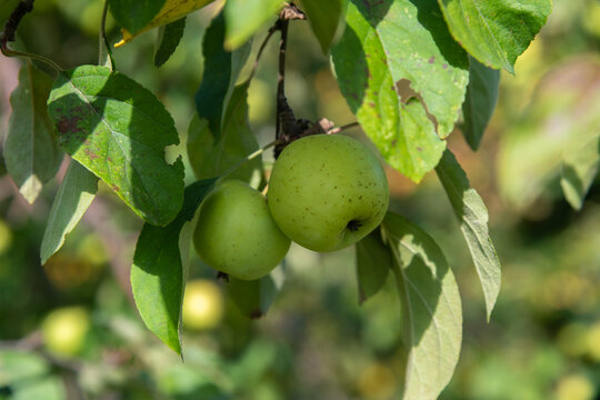 Green apples hangs on the branch of apple tree in orchard. Sunny day. Selective focus. Natural organic food theme.