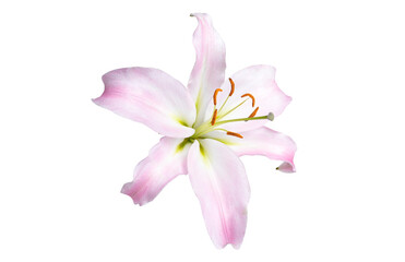 Pink white lily flower on white isolated background. copy space