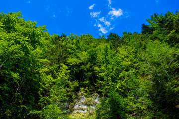 Fototapeta premium Photo of green forest on rock in Carpathian mountains