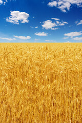 Photo of yellow wheat field with blue sky and clouds at summer