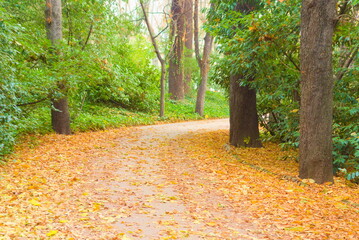 path in park covered with orange leaves, autumn, fall, beautiful,  