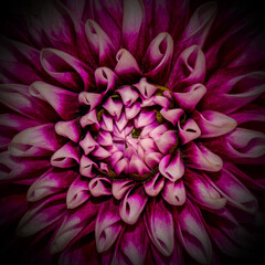 Photo of pink close-up flower background, one flower texture