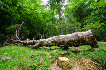 Fototapeta premium Fallen tree trunk on the ground in the middle of the green forest. 