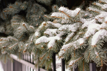 Spruce branches covered with snow