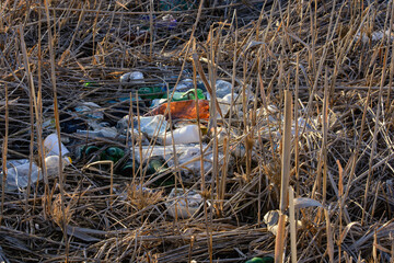 Environmental pollution with plastic bottles. A bunch of used plastic bottles lying among dried grass and reed stalks