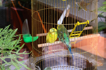 Pair of young budgerigars sitting together in a bird cage. One wavy parrot is yellow and the other is green.