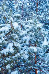Photo of snowy christmas tree in winter