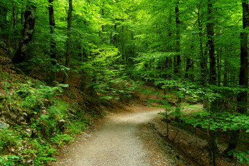 Dark green landscape with path between large trees with shadows and lights in the mountain of Ordesa Pyrenees.
