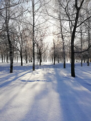 Winter in the park, blue shadows of trees on the snow in the sunny day