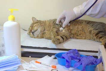 Cat in the vets clinic. veterinary background.