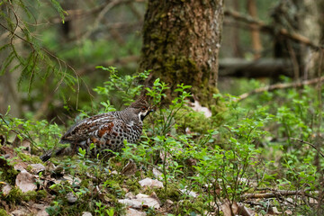 A male Hazel grouse, Tetrastes bonasia in a green, lush and old boreal forest during spring breeding season in Estonia, Northern Europe.	
