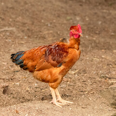 Rooster in a farm
