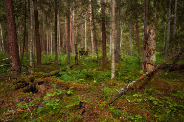 Green and lush summery old-growth boreal forest with lots of dead wood in Estonia, Northern Europe.	