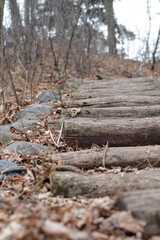 Wooden Forest Stairs