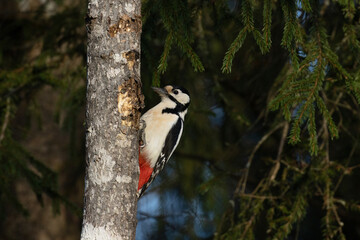 Great spotted woodpecker, Dendrocopos major searching for food during winter day in boreal forest of Estonia, Northern Europe. 