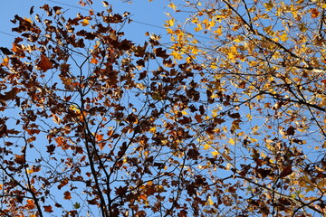 branches against blue sky
