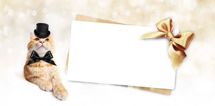 funny pet cat and greeting gift card isolated on white with blurred golden lights background, blank template and copy space for christmas or black friday animal shop