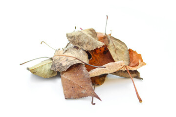 Fototapeta na wymiar Pile of different types of leaves isolated on white. Dry dead leaves on autumn