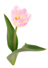 Single tulip flower.