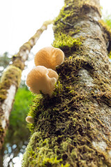 Oyster mushrooms growing on dead moss covered tree