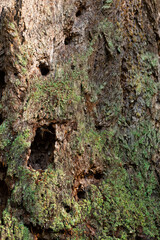 Old growth douglas fir bark with lichen
