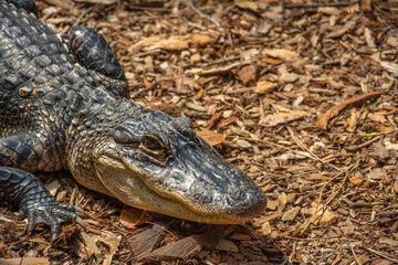 Beautiful young American alligator or gator (Alligator mississippiensis)