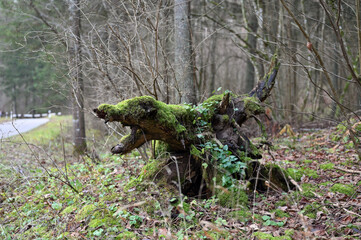 Scary stump like a mythical angry dog