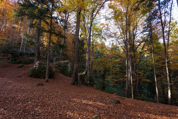 Rocks in Tustan, carpathian wood in autumn