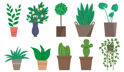 Set of home plants in pots, cacti.