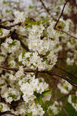 Flowering twigs of a cherry tree with soft lighting