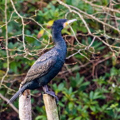 Cormorant in whitewebbs forest park, Enfield.