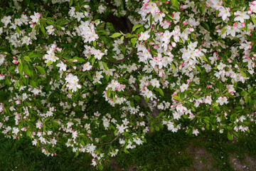 Fototapeta na wymiar A blooming branch of apple in spring