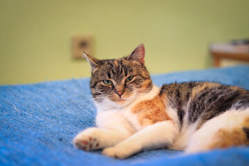 Angry expression of a colorful cat lying on a buried in the middle of the living room. The feline...
