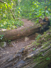Naklejka premium sendero en el bosque con tronco de árbol
