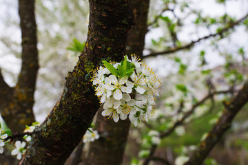 Cherry flowers grow from a tree trunk