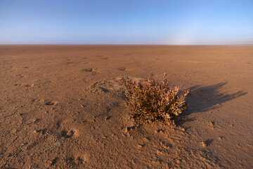 plant in the natural reserve of Laguna Ratosa in times of drought in Antequera, Malaga. Spain