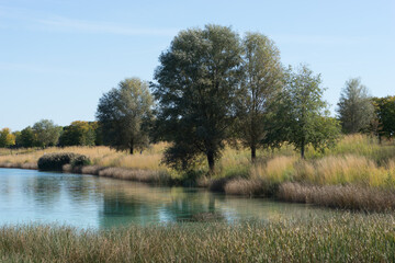 Beautiful landscape at the lake in the park in autumn, grass and reed in the fore and green water surface and trees in the back