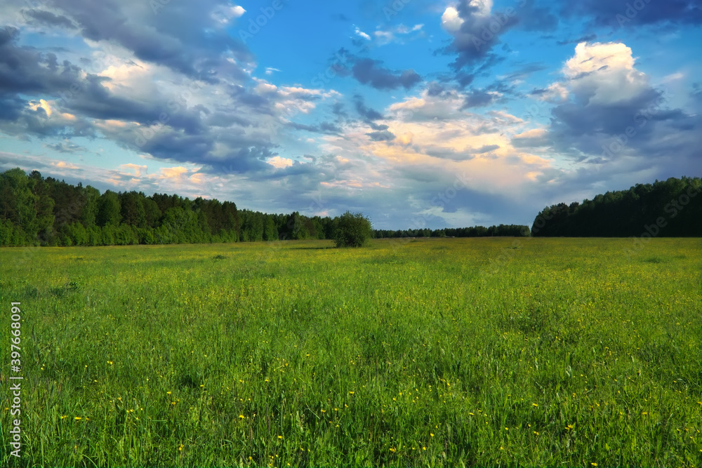 Wall mural Summer landscape green meadow on a background of forest and blue sky.