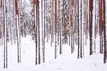 Beautiful and white Estonian boreal forest with snow covered pine and spruce trees during a cold winter day, Northern Europe.	