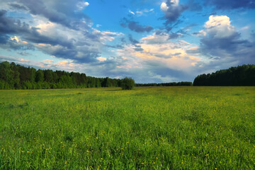 Summer landscape green meadow on a background of forest and blue sky.